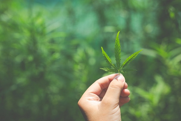 U.S. Senate Majority Leader Chuck Schumer Announces Marijuana Legalization Bill