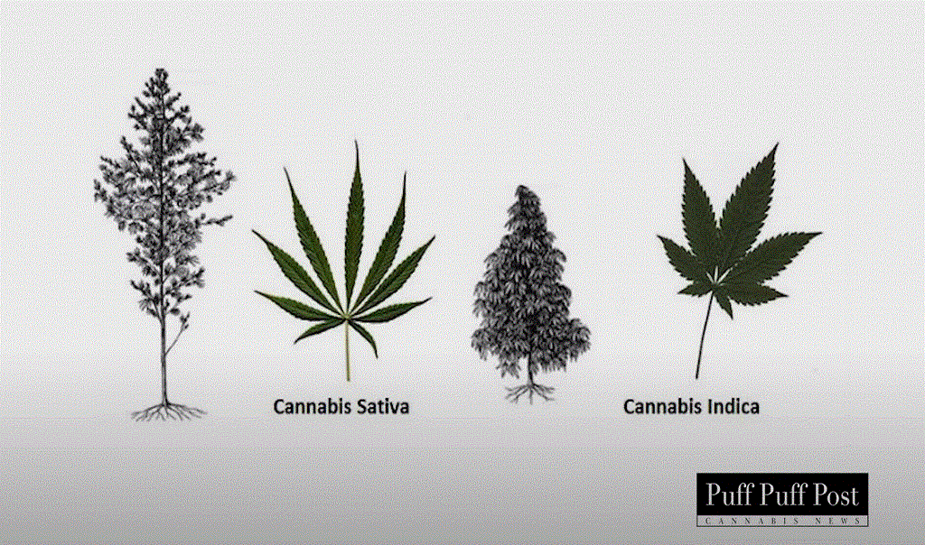 Indica vs Sativa? Does it even matter?