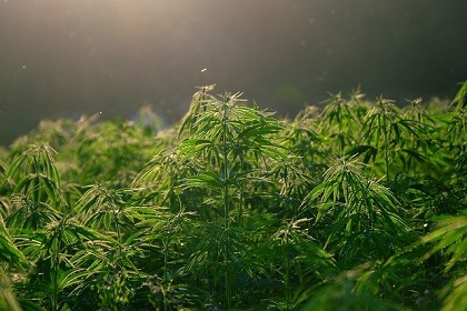 Landrace Cannabis Strains | Native Cannabis Strains From Around The World