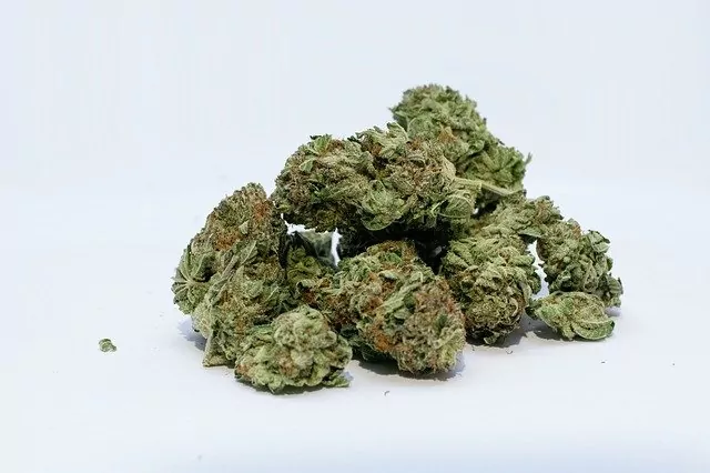 707 Cannabis Strain Profile