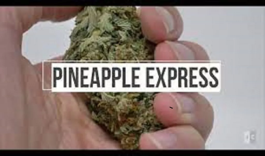 Pineapple Express Cannabis Strain