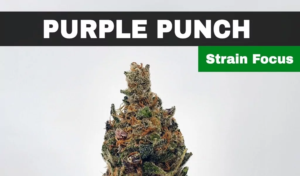 Purple Punch Cannabis Strain history