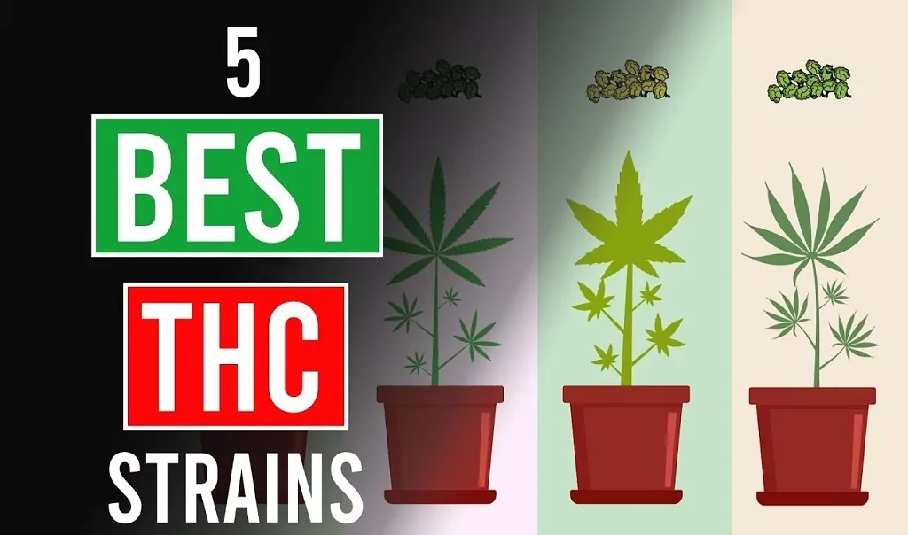The 5 Strongest Cannabis Strains of 2020