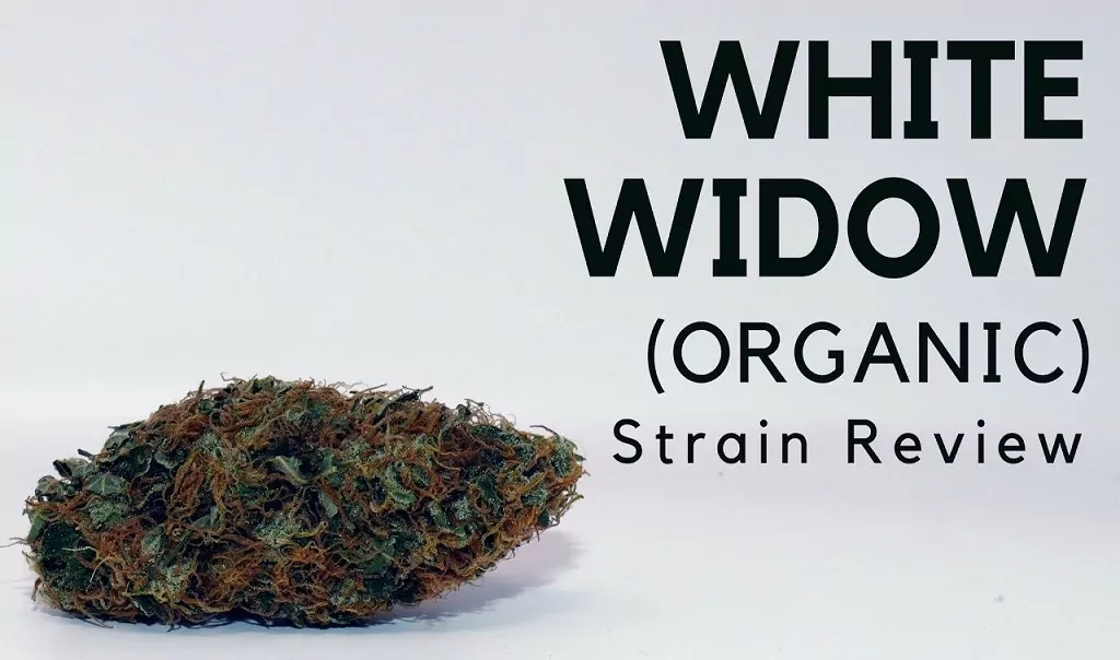 White Widow Strain Review